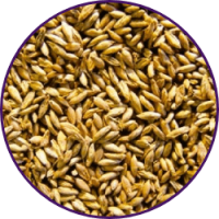Imagem dos grãos do produto Panicum Maximum cv. Tanzânia